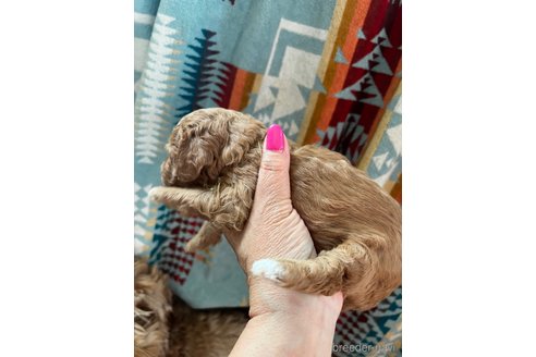 成約済の茨城県のコッカプー:アメリカンコッカースパニエル×トイプードル-292158の18枚目