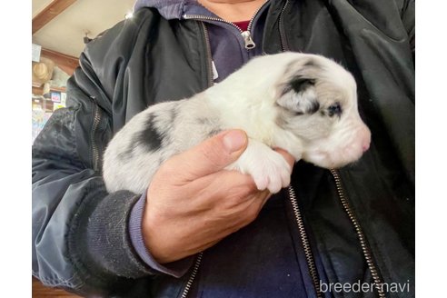 成約済の長野県のボーダーコリー-292884の7枚目