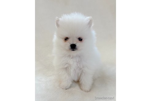 成約済の山口県のポメラニアン-292886の3枚目