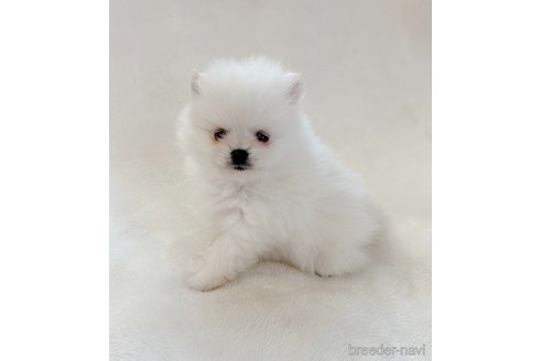 成約済の山口県のポメラニアン-292886の1枚目