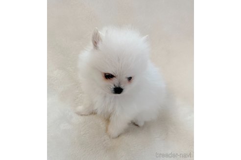 成約済の山口県のポメラニアン-292886の4枚目