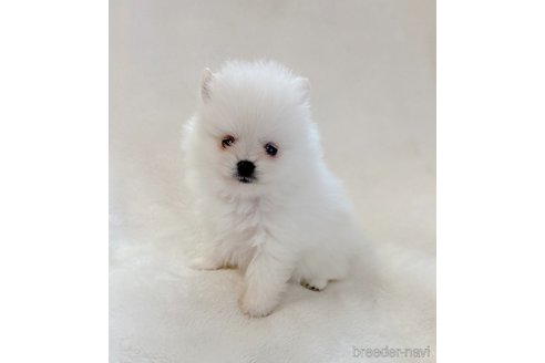 成約済の山口県のポメラニアン-292886の5枚目