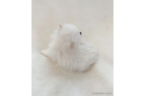 成約済の山口県のポメラニアン-292886の2枚目