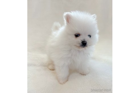 成約済の山口県のポメラニアン-292888の2枚目