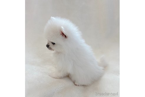 成約済の山口県のポメラニアン-292888の3枚目