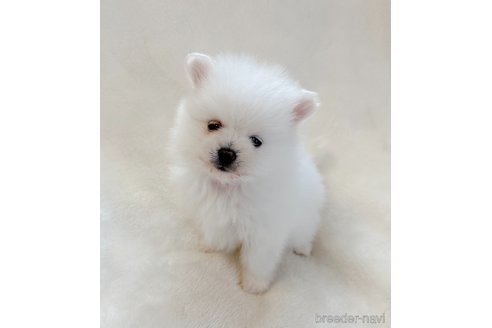 成約済の山口県のポメラニアン-292888の1枚目