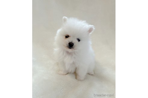 成約済の山口県のポメラニアン-292888の4枚目