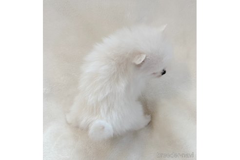 成約済の山口県のポメラニアン-292888の5枚目