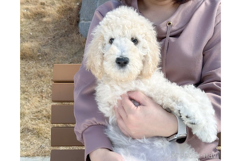 成約済の愛知県のスタンダードプードル-290112の1枚目