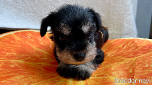 子犬