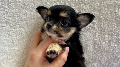 成約済の滋賀県のチワワ(ロングコート)-288662の2枚目