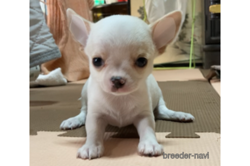 成約済の山口県のチワワ(スムースコート)-292920