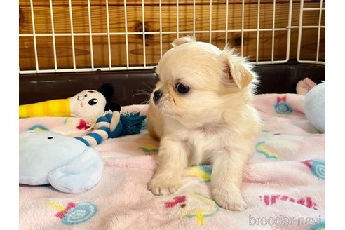 成約済の栃木県のチワワ(ロングコート)-292921の3枚目