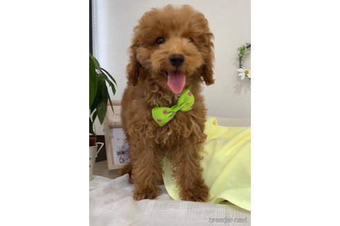 成約済の福岡県のトイプードル-278660の2枚目