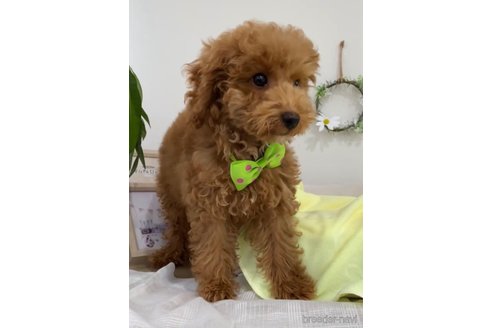 成約済の福岡県のトイプードル-278660の3枚目