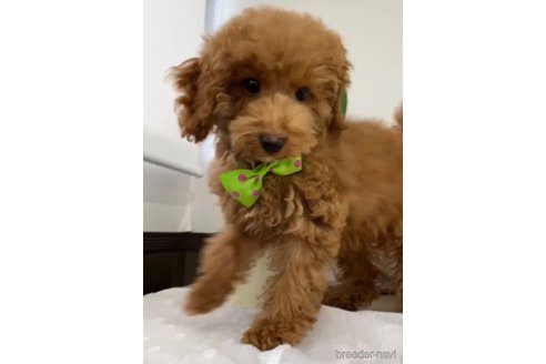 成約済の福岡県のトイプードル-278660の4枚目