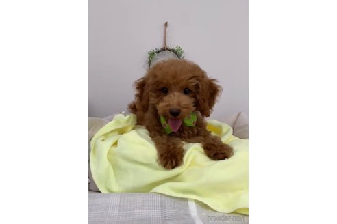 成約済の福岡県のトイプードル-278660の5枚目