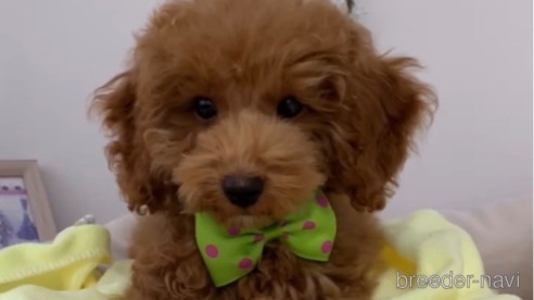 成約済の福岡県のトイプードル-278660