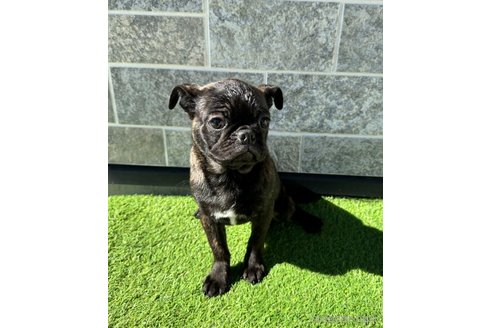 成約済の山梨県のミックス犬-271634の4枚目