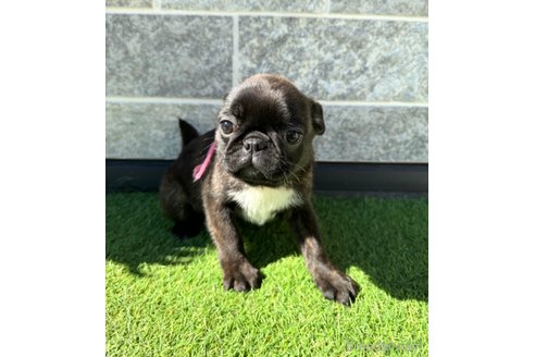 成約済の山梨県のミックス犬-282182の14枚目