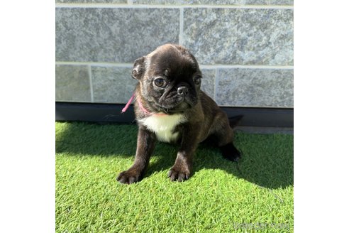 成約済の山梨県のミックス犬-282182の12枚目
