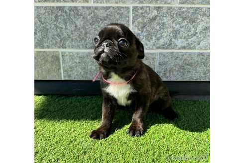 成約済の山梨県のミックス犬-282182の10枚目