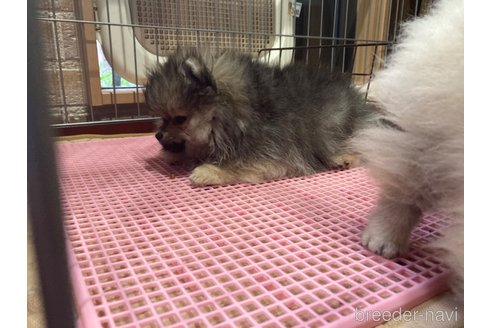 成約済の福岡県のポメラニアン-291136の8枚目