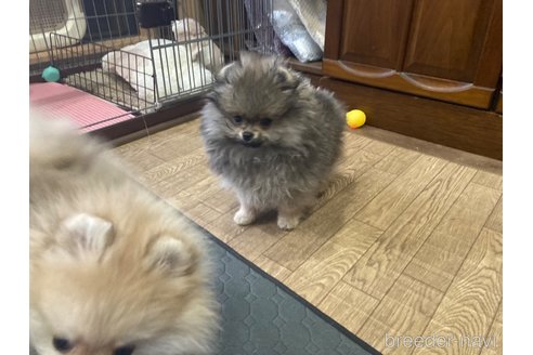 成約済の福岡県のポメラニアン-291136の11枚目