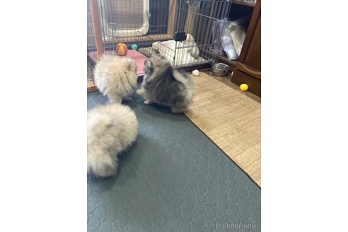 成約済の福岡県のポメラニアン-291136の8枚目