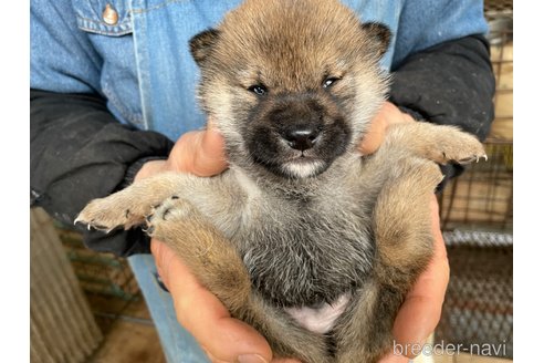 成約済の広島県の柴犬-292973の2枚目