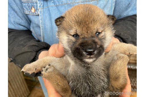 成約済の広島県の柴犬-292973の3枚目