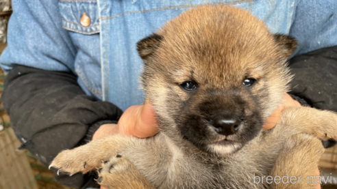 成約済の広島県の柴犬-292973