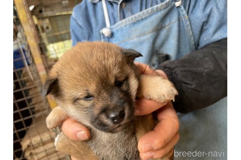 成約済の広島県の柴犬-292974の2枚目