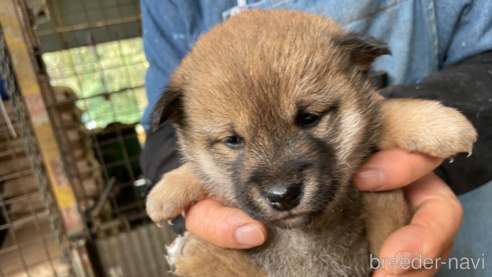 成約済の広島県の柴犬-292974の1枚目