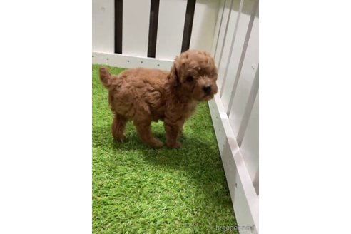 成約済の福岡県のトイプードル-292987の3枚目