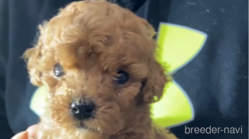 成約済の福岡県のトイプードル-292987の2枚目