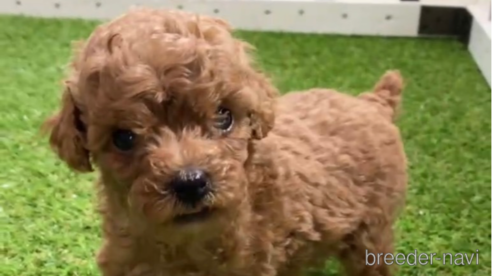 成約済の福岡県のトイプードル-292987の1枚目