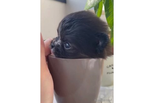 成約済の福岡県のポメチワ:ポメラニアン×チワワ-292998の7枚目