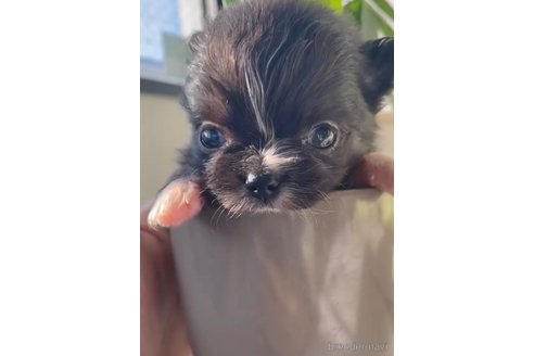 成約済の福岡県のポメチワ:ポメラニアン×チワワ-292998の8枚目