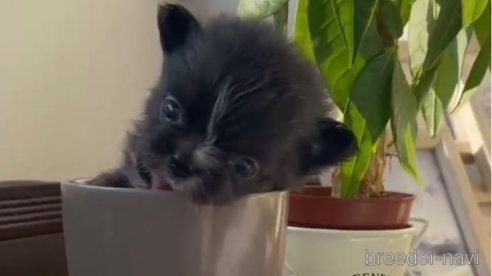 成約済の福岡県のポメチワ:ポメラニアン×チワワ-292998の6枚目