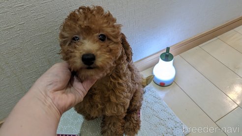 成約済の広島県のトイプードル-281913の157枚目
