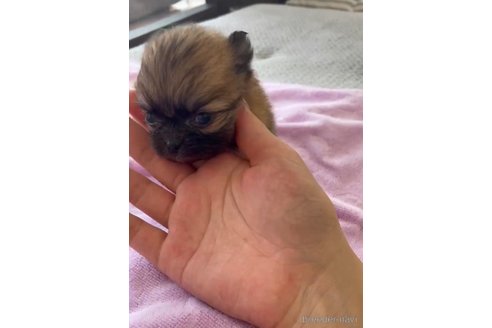 成約済の福岡県のポメチワ:ポメラニアン×チワワ-293002の7枚目