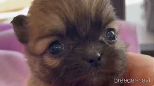 成約済の福岡県のポメチワ:ポメラニアン×チワワ-293002の6枚目