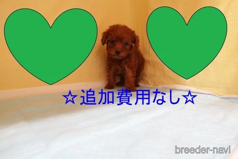 成約済の東京都のトイプードル-293022