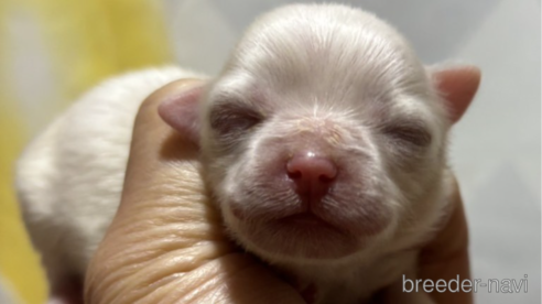 成約済の山口県のミックス犬-293129の1枚目