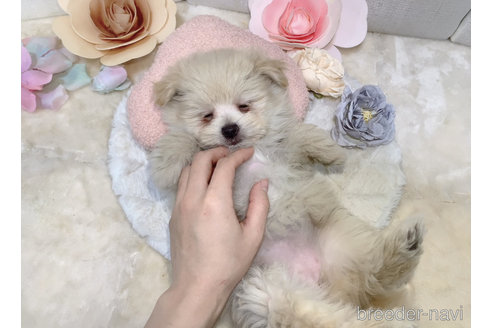 成約済の東京都のミックス犬-291311の26枚目