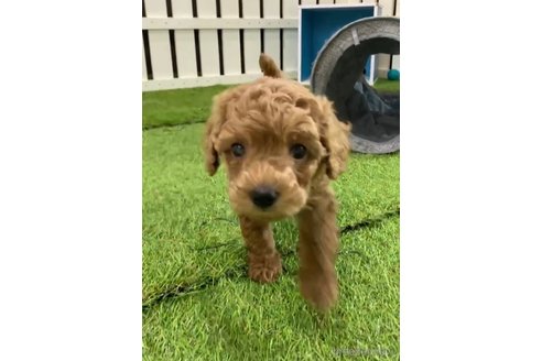 成約済の福岡県のトイプードル-293167の3枚目