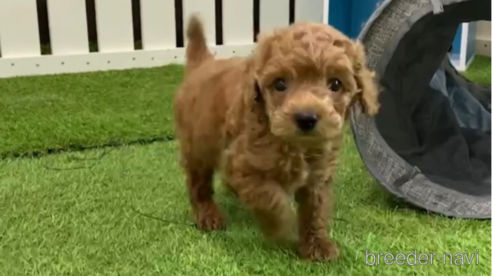 成約済の福岡県のトイプードル-293167の1枚目