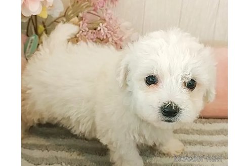 成約済の愛知県のビションフリーゼ-291894の4枚目