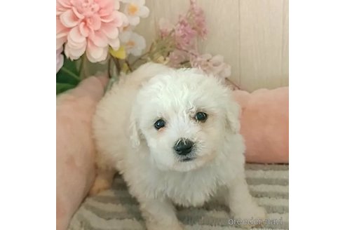 成約済の愛知県のビションフリーゼ-291894の2枚目